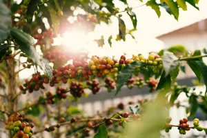 Biljka kafe sa zrelim zrnima na grani obasjana suncem