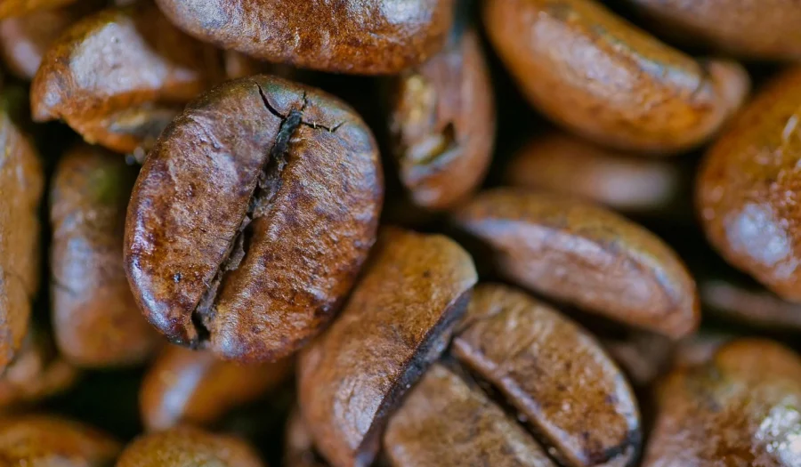 pečena zrna kafe